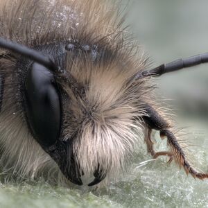 Pelzig: Nahaufnahme einer Wildbiene