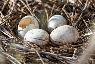 Vier weiße, runde Eier des Eisvogels liegen in einem Nest