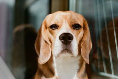 Laborhund Beagle