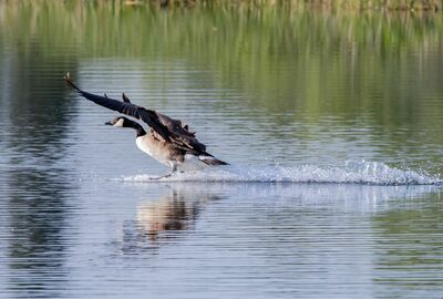 Eine Kanadgans befindet sich mit weit ausgebreiteten Flügeln im Landeanflug auf ein Gewässer