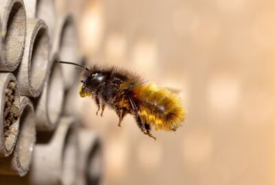 Pollen im Pelz: Wildbiene schwer bepackt