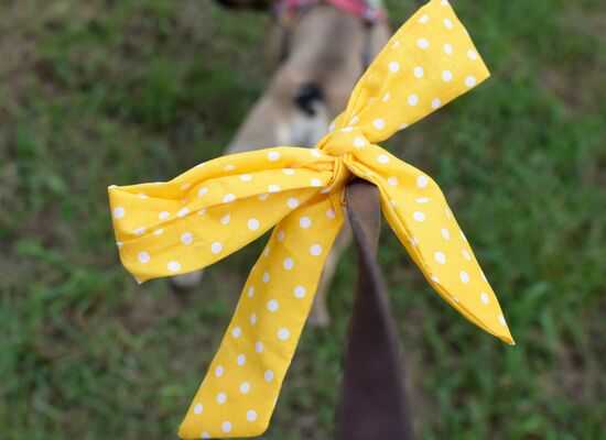 Gelbe Schleife mit weißen Punkten an der Leine eines Hundes