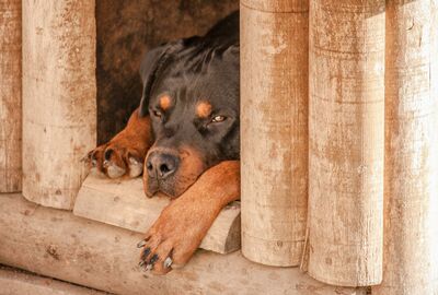 Trauriger Rottweiler in Hundehütte