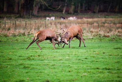 Zwei Hirsche kämpfen mit frontal ausgerichtetem Geweih gegeneinander