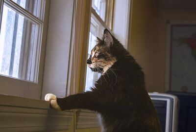 Wartende Katze am Fenster