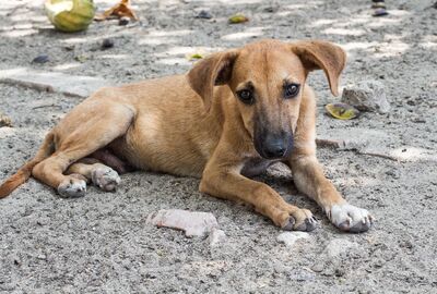 Straßenhund