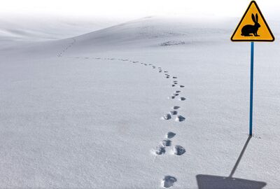 Weiße Schneelandschaft mit Pfotenabdrücken vom Hasen und ein gelbes Warnschild mit Hasensymbol