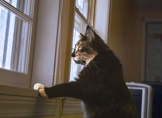 Wartende Katze am Fenster
