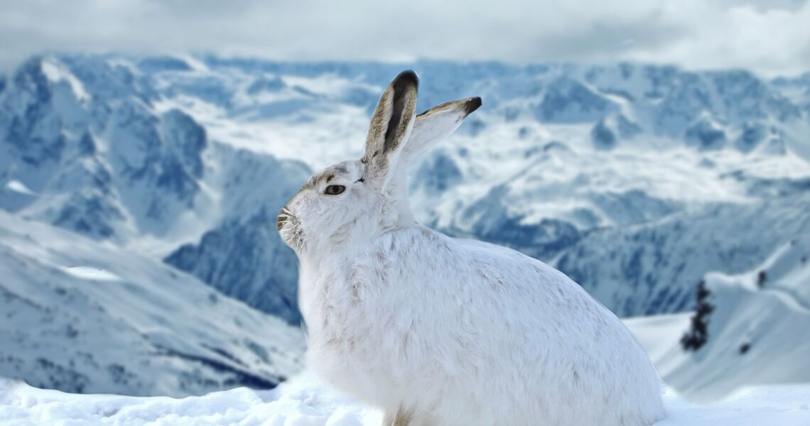 Alpenschneehase sitzt aufrecht auf einem Schneeberg, hinter im die weiße Alpenlandschaft