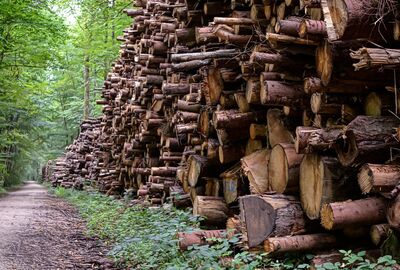 Holzpolter: ein gefährliches Versteck!