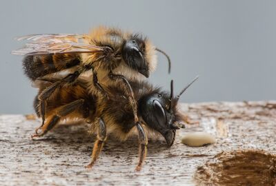 Wildbienen bei der Paarung