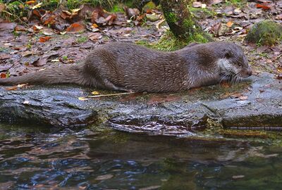 Liegender Otter am Ufer